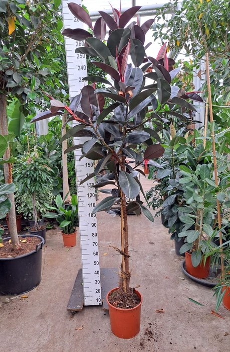 <h4>Ficus Elastica Abidjan</h4>