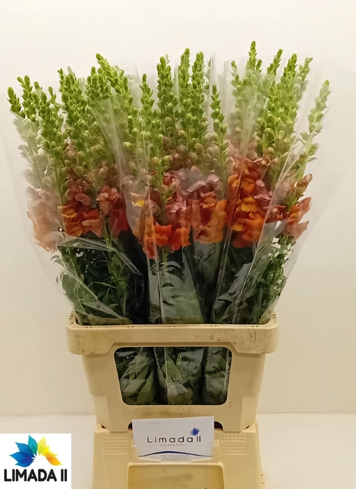 <h4>ANTIR POTO D ORANGE</h4>