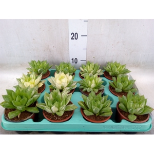 Haworthia cymbiformis