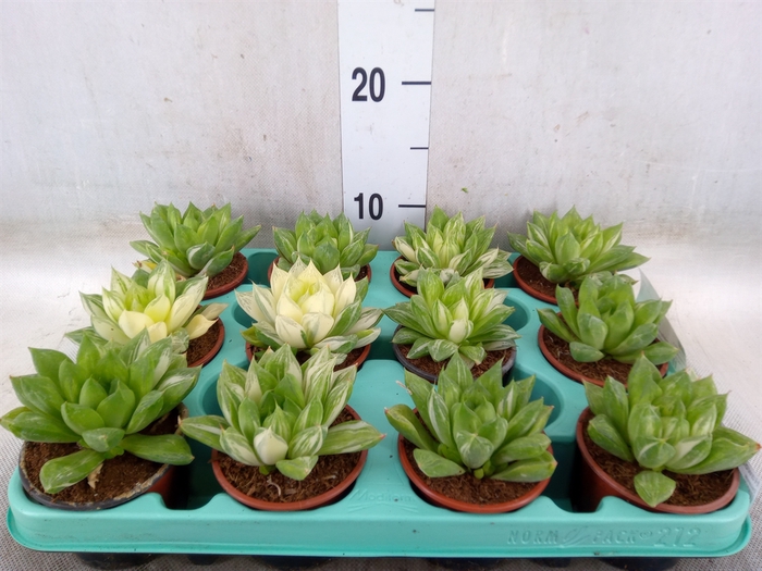 <h4>Haworthia cymbiformis</h4>