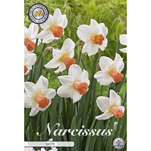 Narcissus Cyclamineus Skype x5 12/14