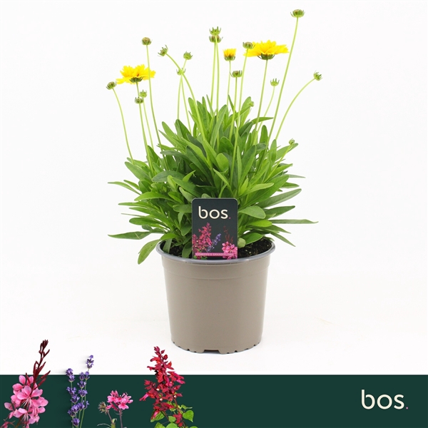 <h4>Coreopsis Grandiflora, Early Sunrise</h4>