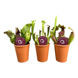 Sarracenia mix in 7 cm terracotta pot (waterdicht)