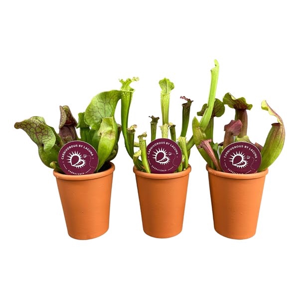 <h4>Sarracenia mix in 7 cm terracotta pot (waterdicht)</h4>