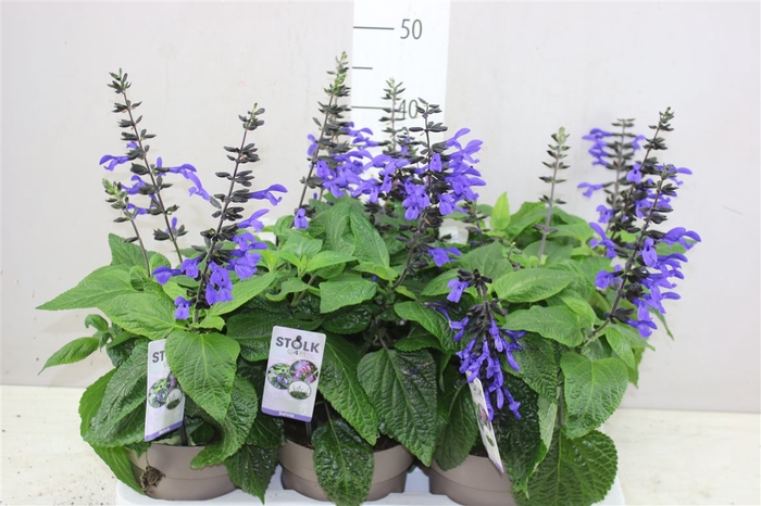 <h4>Salvia Black & Bloom</h4>