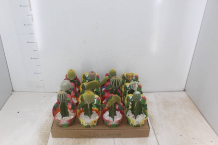 <h4>CACTUS ENXERTADO P10</h4>
