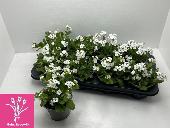 <h4>ARABIS CAUCASICA</h4>