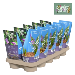 Bletilla met potcover 12 cm 3-5 scheuten
