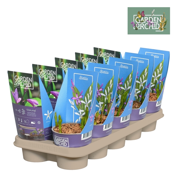 <h4>Bletilla met potcover 12 cm 3-5 scheuten</h4>