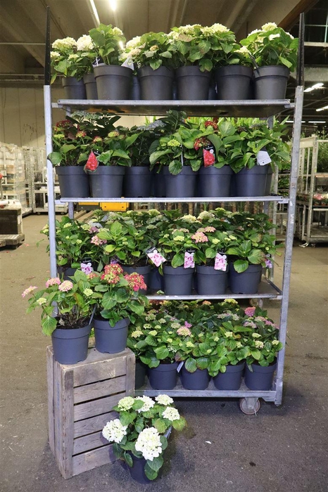 <h4>Hydr M Gem Mixkar</h4>