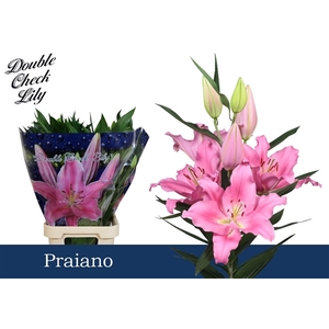 Li Or Praiano 5+ Double Check