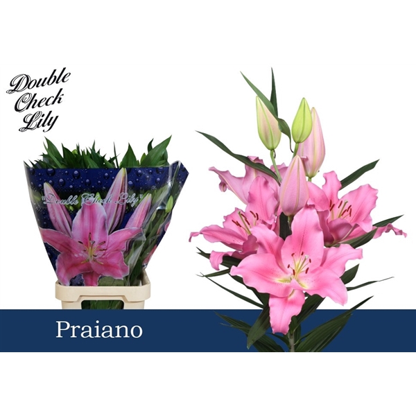 <h4>Li Or Praiano 5+ Double Check</h4>