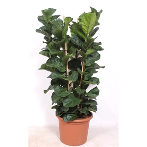 Ficus lyrata bambino 6 per pot