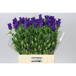 Campanula M Champ Blue