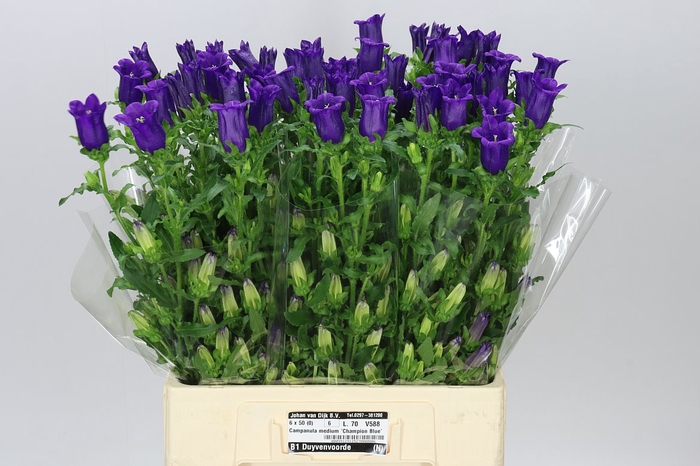<h4>Campanula M Champ Blue</h4>
