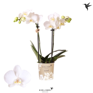 Kolibri Orchids Phalaenopsis Alaska 2 spike