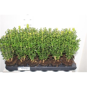 Buxu Sempervirens