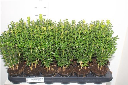 <h4>Buxu Sempervirens</h4>