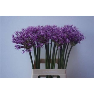 Allium Early Emperor