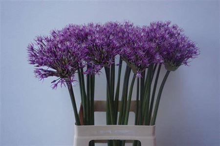 <h4>Allium Early Emperor</h4>