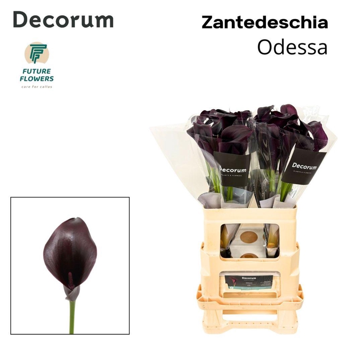 <h4>Zantedeschia odessa</h4>
