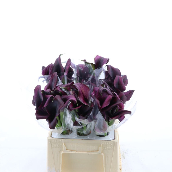 <h4>Calla Odessa | Dubbelbloemig</h4>