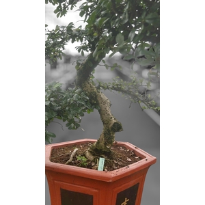 Carmona macrophylla, pot 37 cm., height 110 cm. (single item)