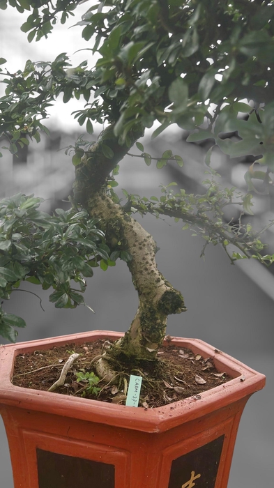 <h4>Carmona macrophylla, pot 37 cm., height 110 cm. (single item)</h4>