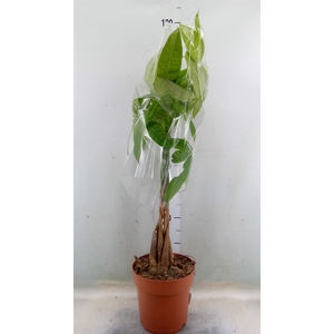 Pachira aquatica