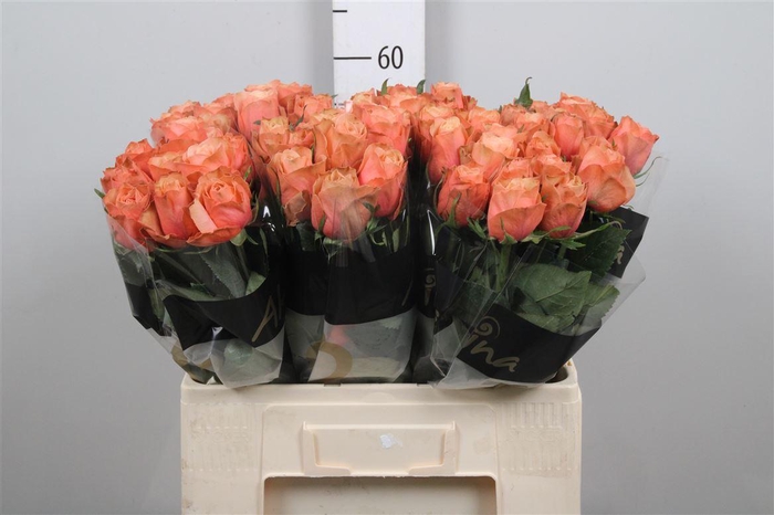 <h4>R Gr Kahala-bb</h4>