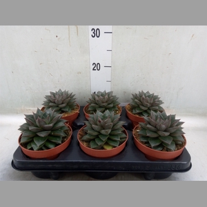 Echeveria   ...mix