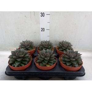Echeveria   ...mix