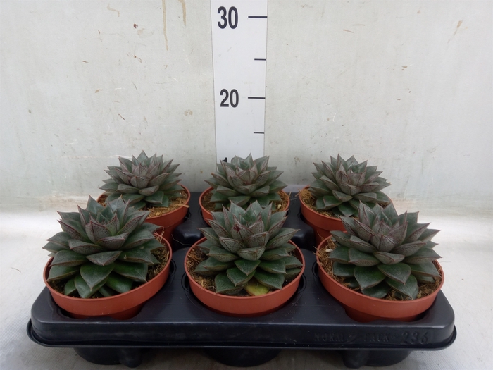 <h4>Echeveria   ...mix</h4>