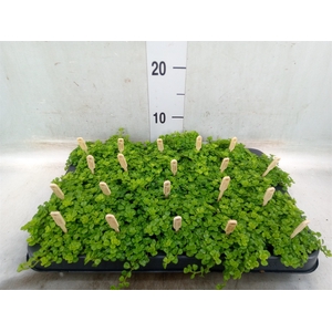 Pilea depressa