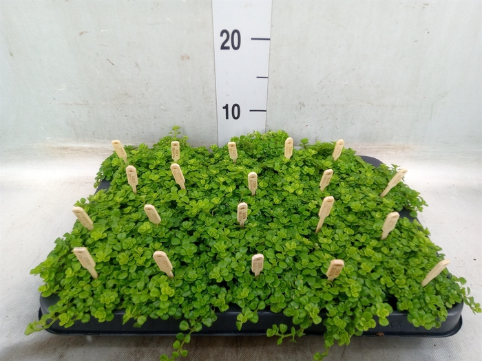 <h4>Pilea depressa</h4>