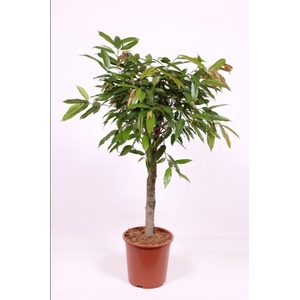 Ficus Amstel King