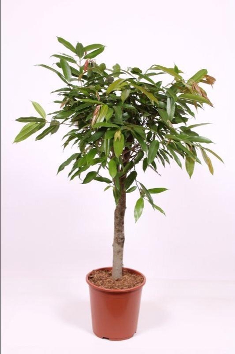<h4>Ficus Amstel King</h4>