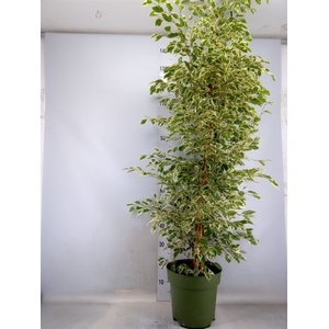 Ficus benja. 'Starlight'