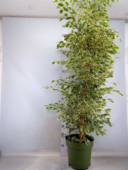 <h4>Ficus benja. 'Starlight'</h4>
