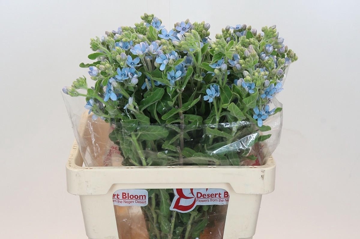 <h4>OXY CO TAN PURE BLU</h4>