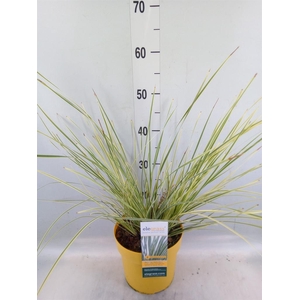 Lomandra longifolia 'White Sands'