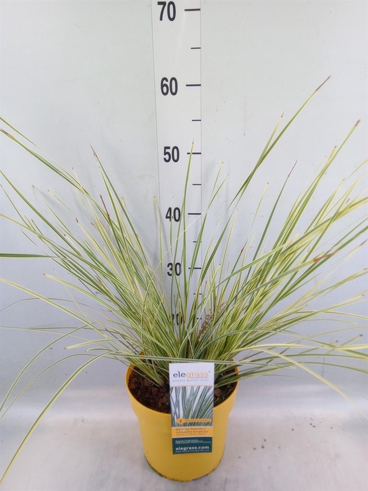 <h4>Lomandra longifolia 'White Sands'</h4>