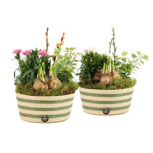 11698: Outdoor spring arrangement