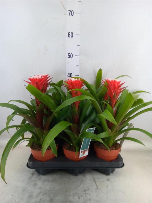<h4>Guzmania  'Hope'</h4>