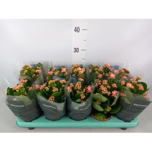 Kalanchoe blos. 'Serenity Apricot'