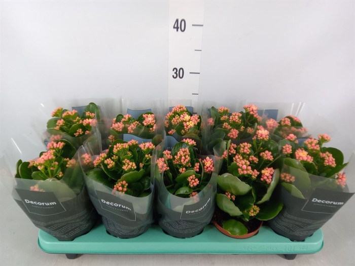<h4>Kalanchoe blos. 'Serenity Apricot'</h4>