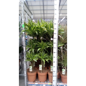 Dracaena fr de 'LemonLime'