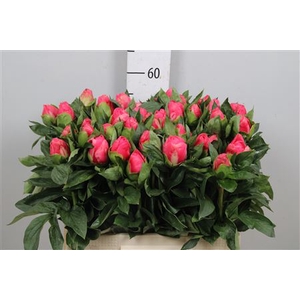 Paeo Lovely Rose