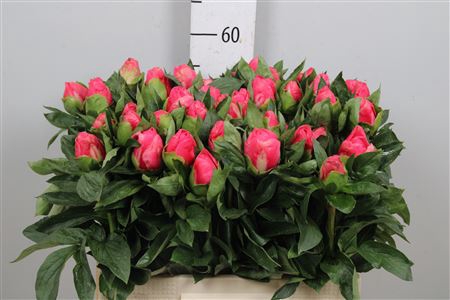 <h4>Paeo Lovely Rose</h4>