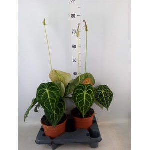 Anthurium clarinervium